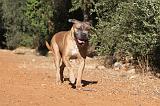 CANE CORSO 085